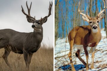Mule Deer vs Whitetail Deer: Key Differences for Hunters