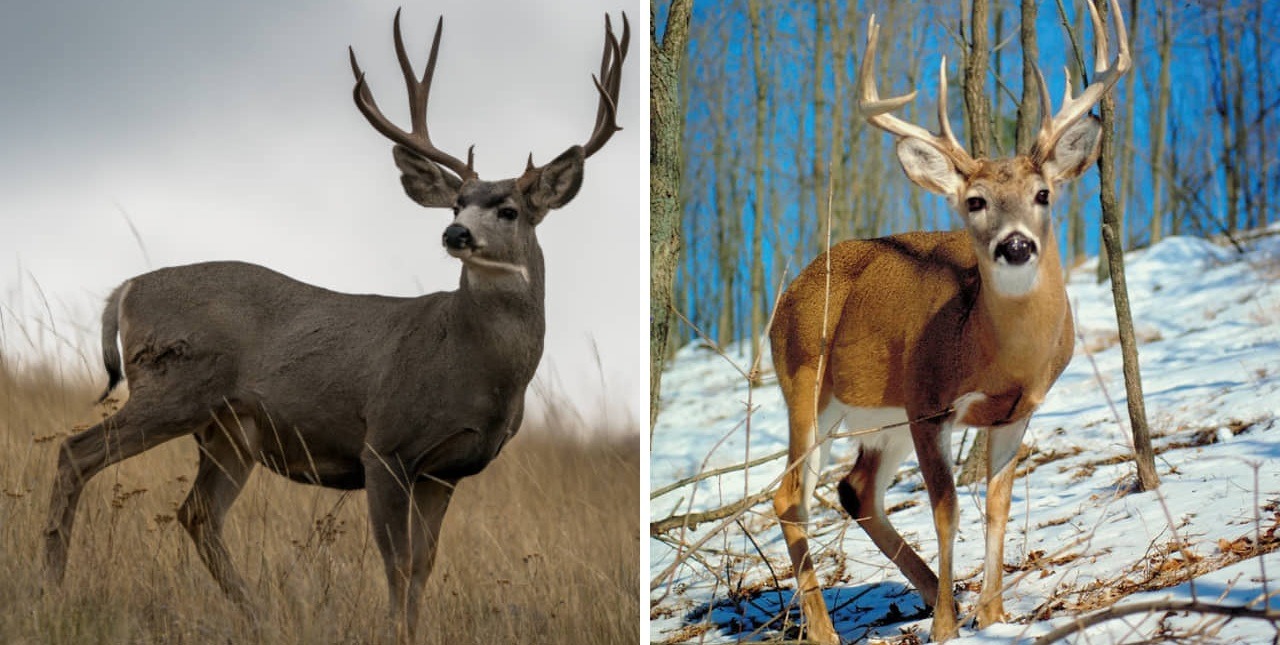 mule deer vs whitetail deer