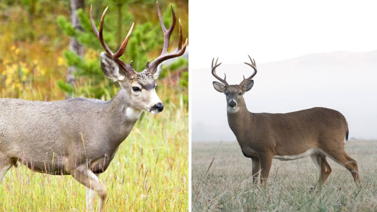 mule deer vs whitetail