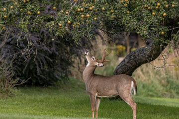 Planting Apple Trees for Deer: Complete Hunting Property Guide