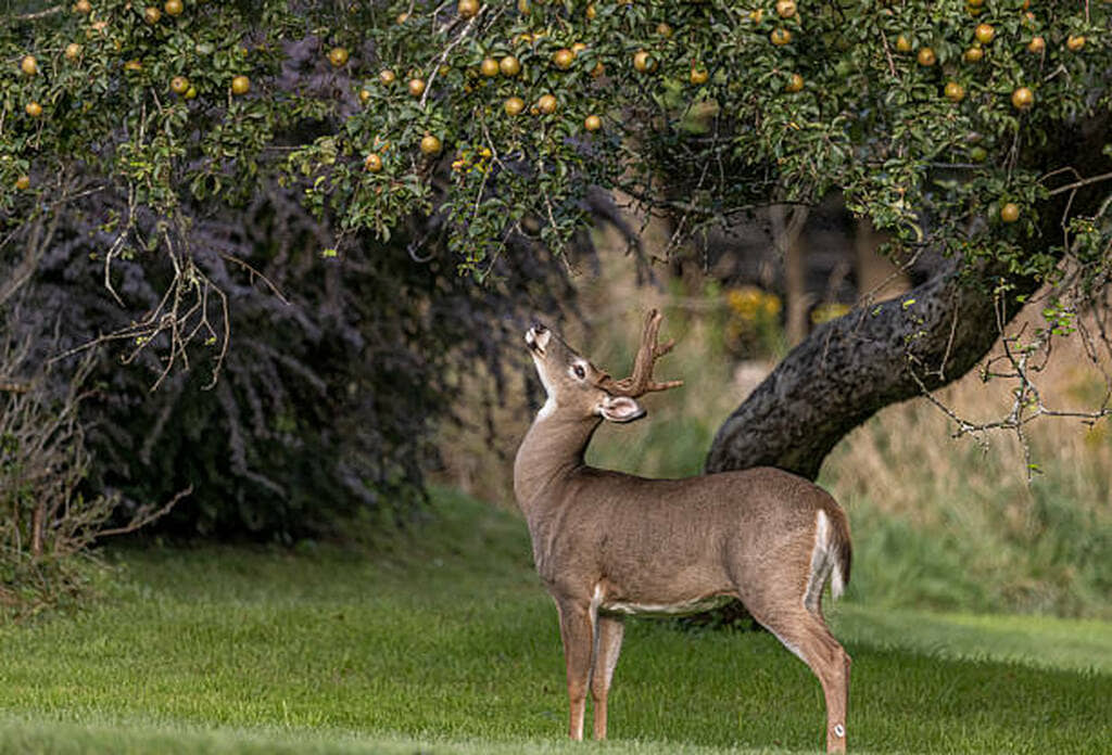 planting apple trees for deer