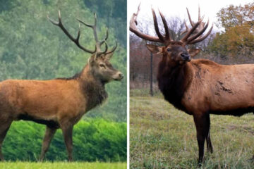 Red Deer vs Elk: Key Differences Every Hunter Should Know
