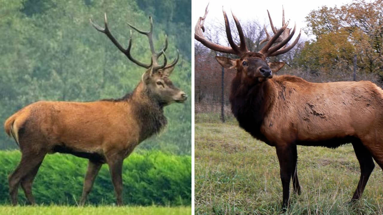 red deer vs elk