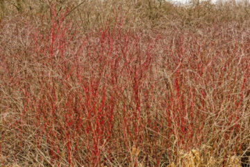 Red Osier Dogwood for Deer: Is It Worth Planting?