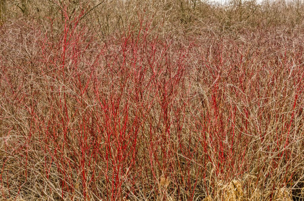 red osier dogwood for deer
