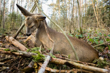 Tracking Wounded Deer: Complete Recovery Guide
