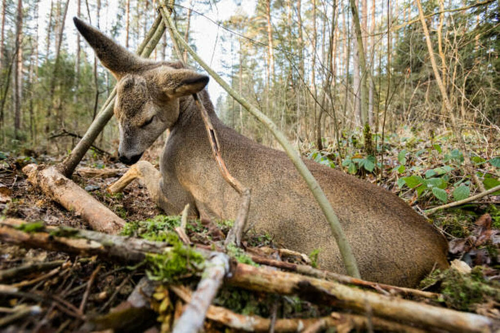 tracking wounded deer