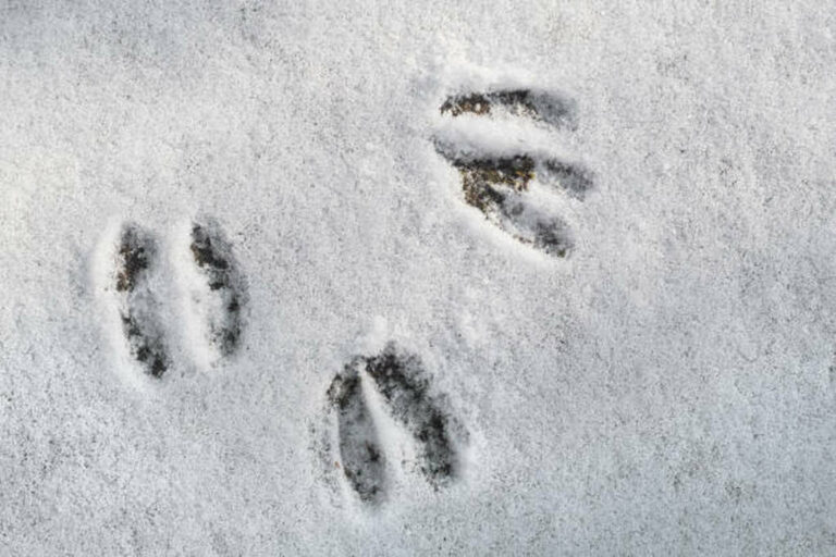 what do deer tracks look like in the snow
