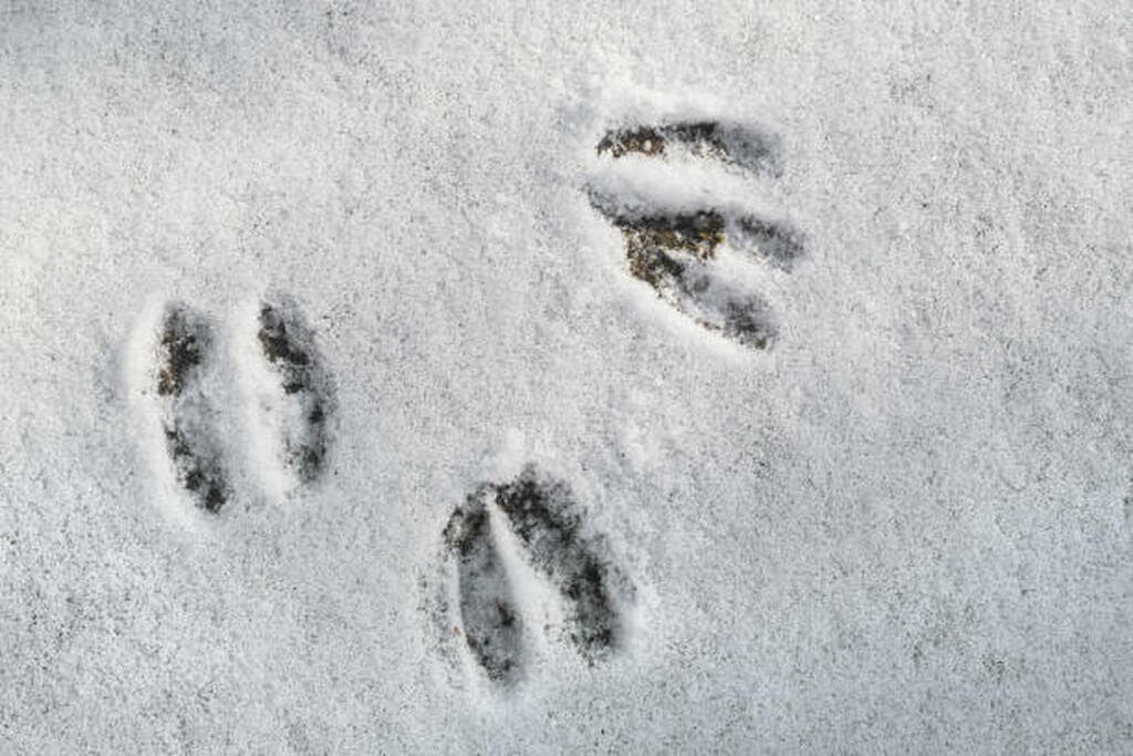 what do deer tracks look like in the snow