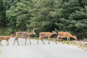 What Is a Group of Deer Called? Herd, Parcel or Mob?