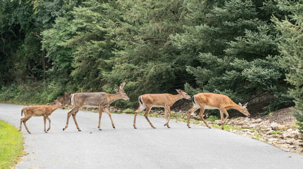 what is a group of deer called