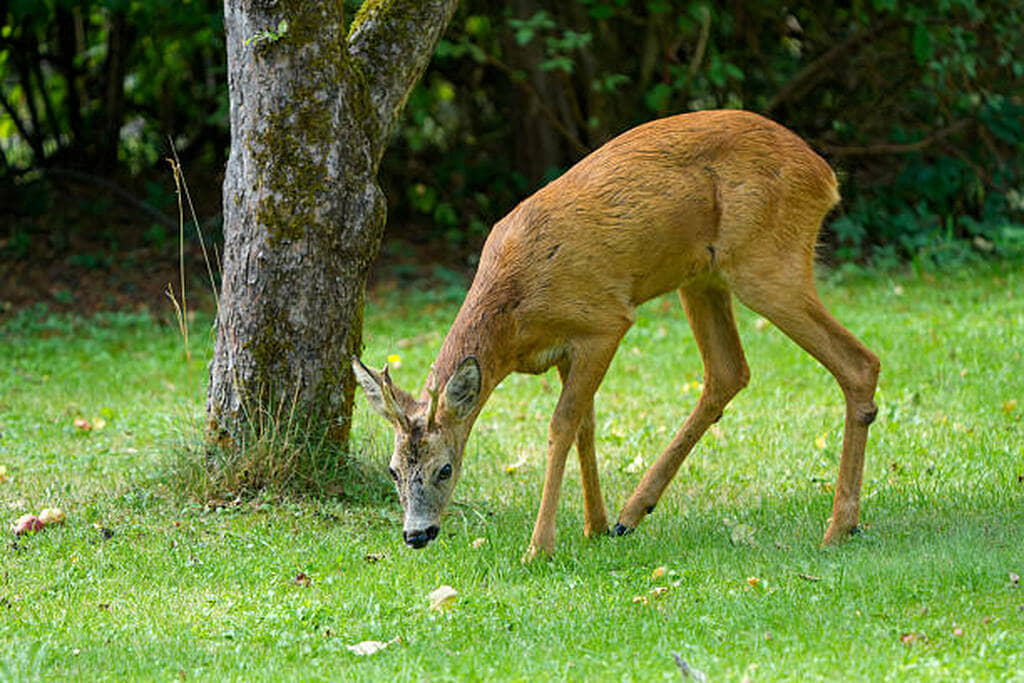 what to feed deer in backyard