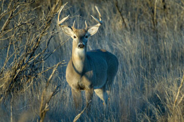 When Does Deer Season Start in Texas? 2026 Season Dates