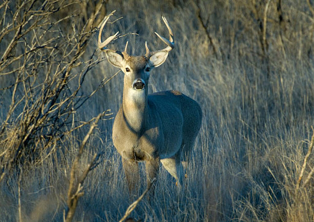 when does deer season start in texas