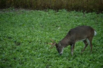 When to Plant Brassicas for Deer: Best Timing by Region