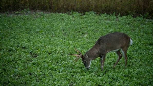 when to plant brassicas for deer