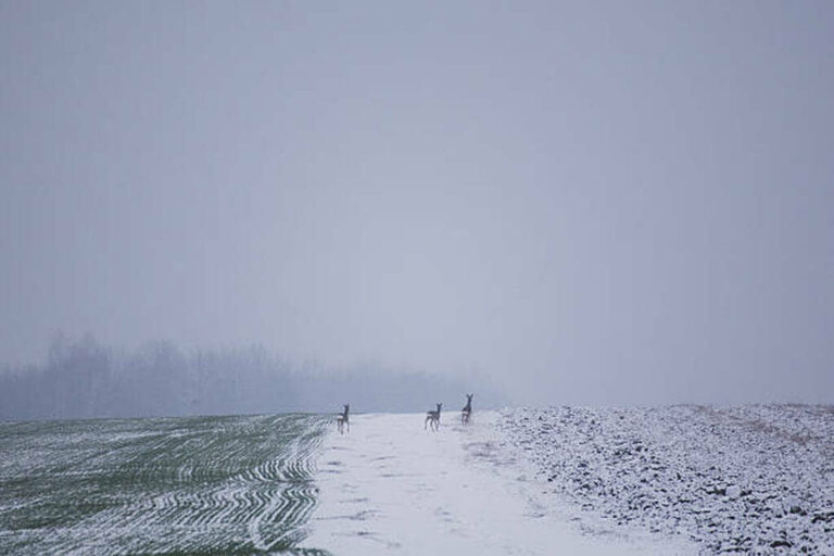 when to plant winter wheat for deer