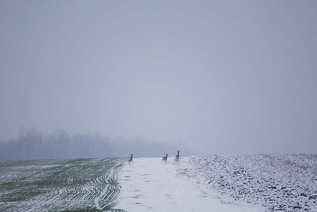 when to plant winter wheat for deer