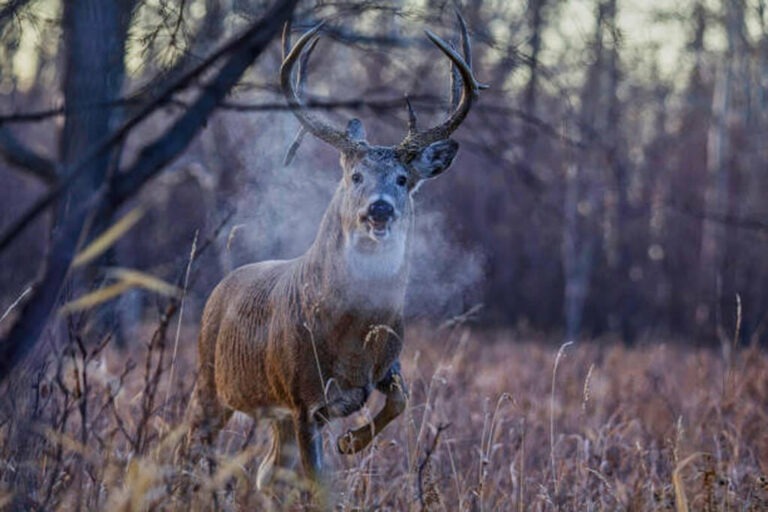 where to hunt during the rut