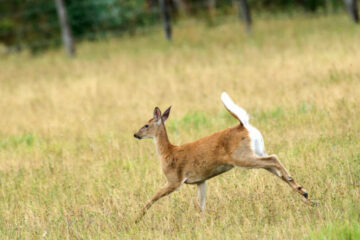 Whitetail Deer Vitals: Complete Shot Placement Guide