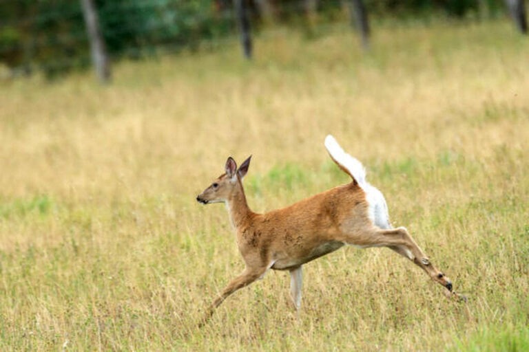 whitetail deer vitals