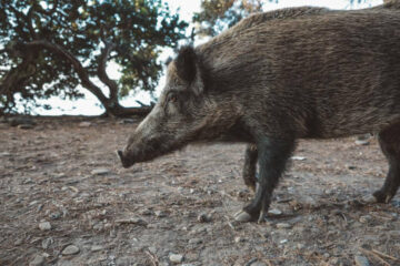 Why Hunters Miss Running Hogs: 9 Mistakes and How to Fix Them