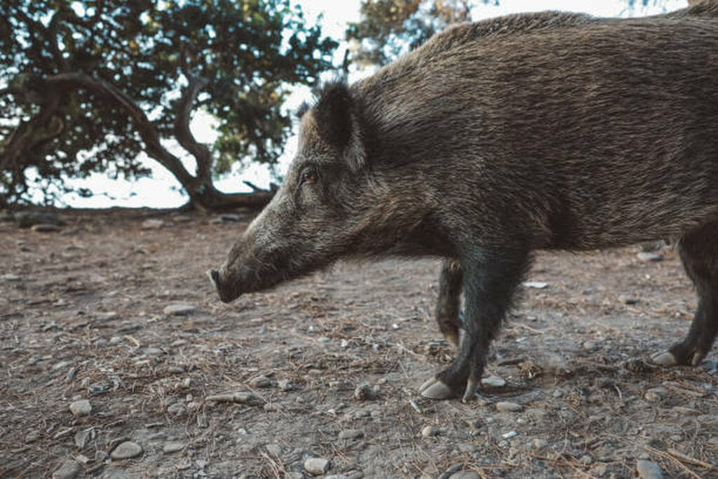 why hunters miss running hogs