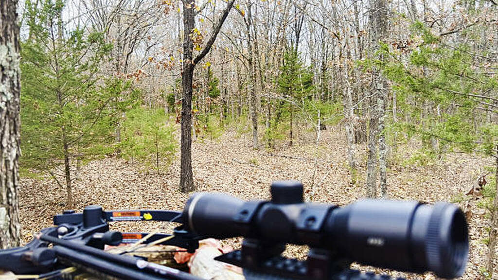crossbow deer hunting