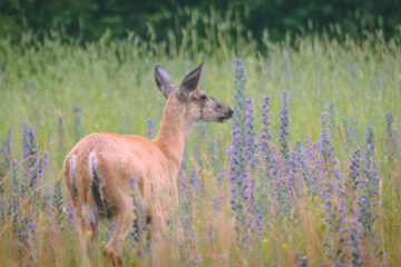 Do Deer Eat Lavender? When Hungry Deer Will Browse It