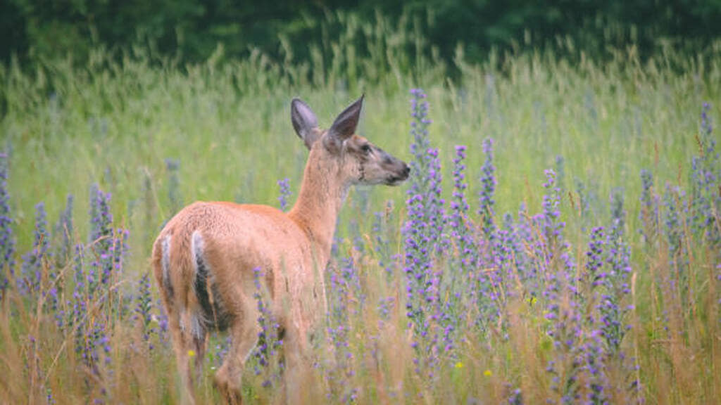 do deer eat lavender