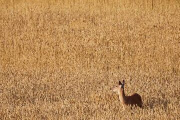 When to Use a Doe Bleat for Deer Hunting