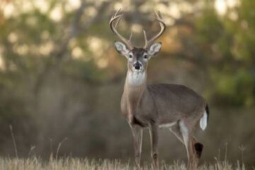 When to Use Doe Estrus During the Whitetail Rut