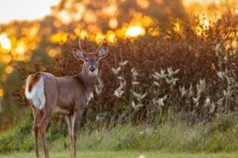 best deer feeding times