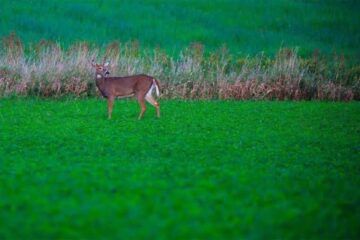 Best Food to Plant for Deer: 10 Top Food Plot Crops