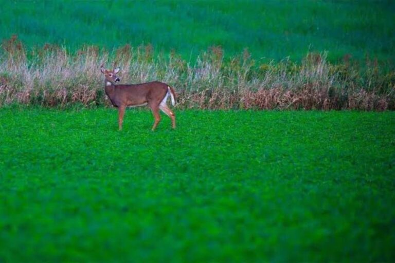 best food to plant for deer