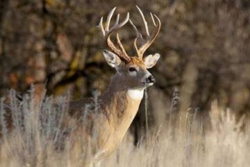 8 Best Habitat Improvements for Deer Hunting Land