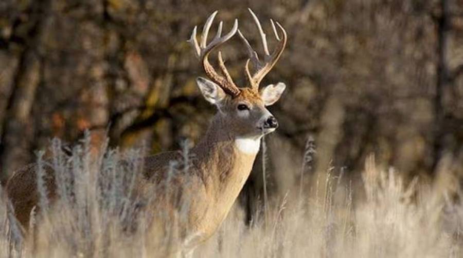 best habitat improvements for deer hunting land