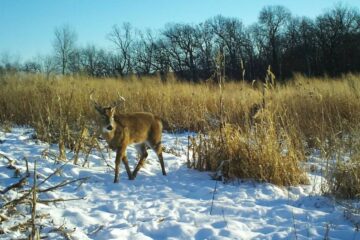 Best Habitat Projects for Small Hunting Properties