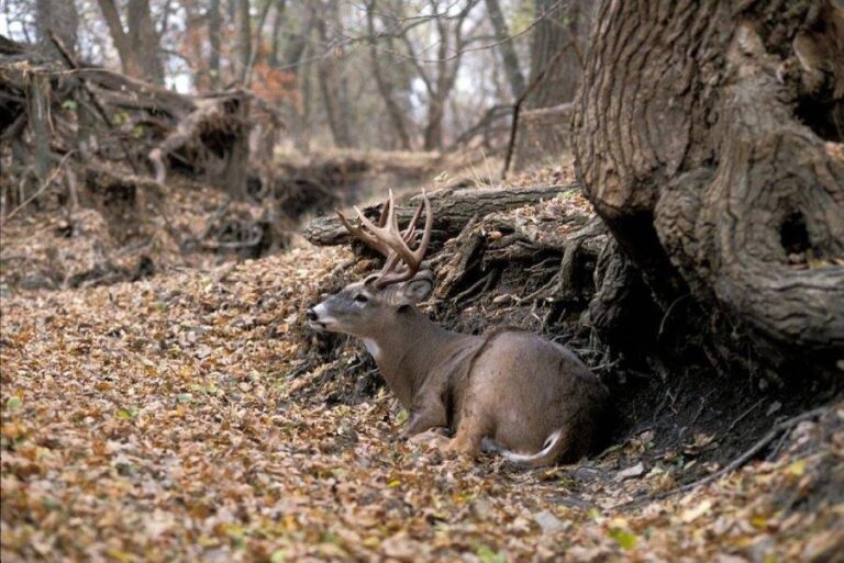 best native grasses for deer bedding cover
