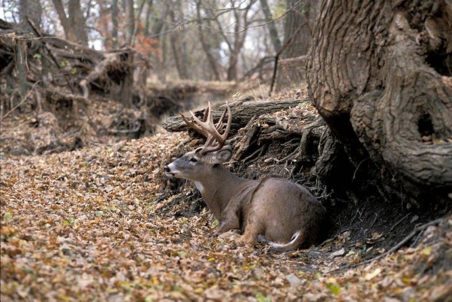 best native grasses for deer bedding cover