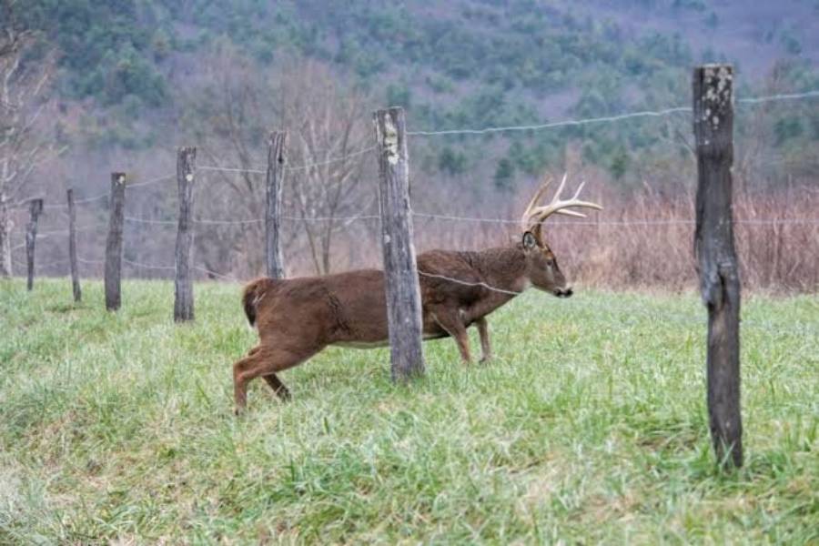 best natural barriers for funneling deer.jpg
