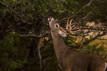 Best Natural Browse for Whitetail Deer: Top Plants