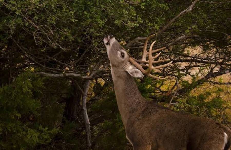 best natural browse for whitetail deer