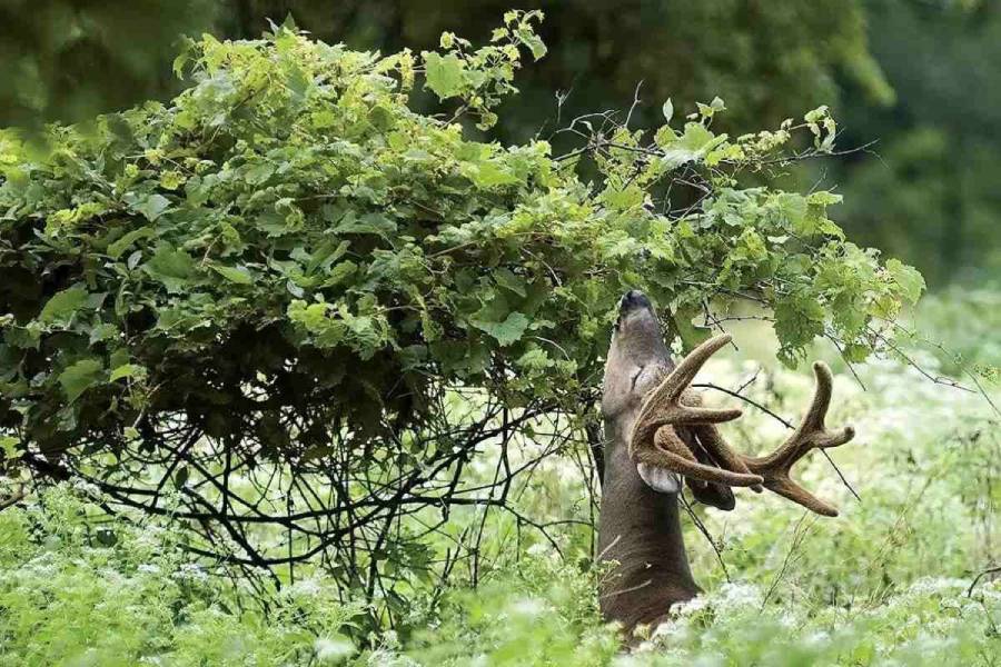 best shrubs for whitetail deer