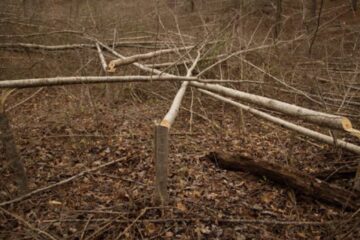 Best Timber Cuts for Deer Habitat: 5 Methods Compared
