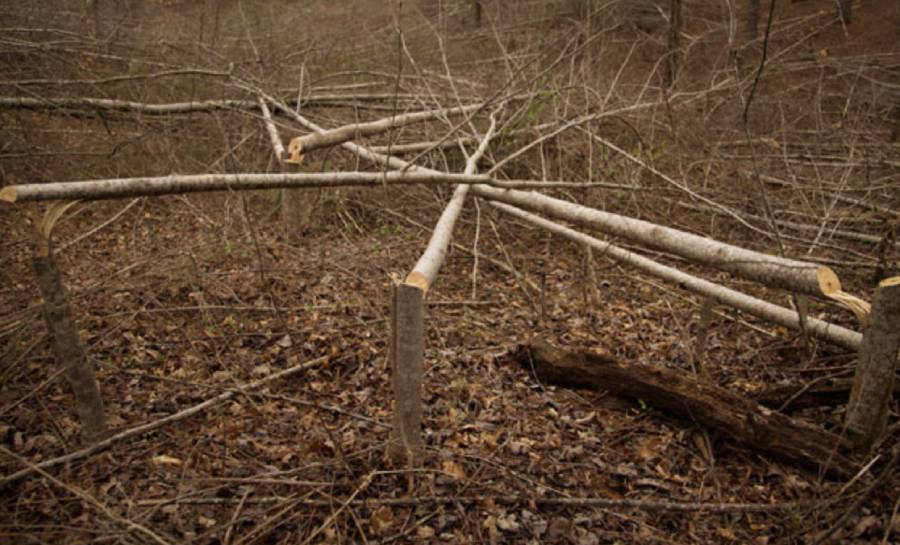 best timber cuts for deer habitat