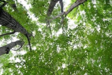 Best Trees for Deer Habitat: 10 Trees to Plant