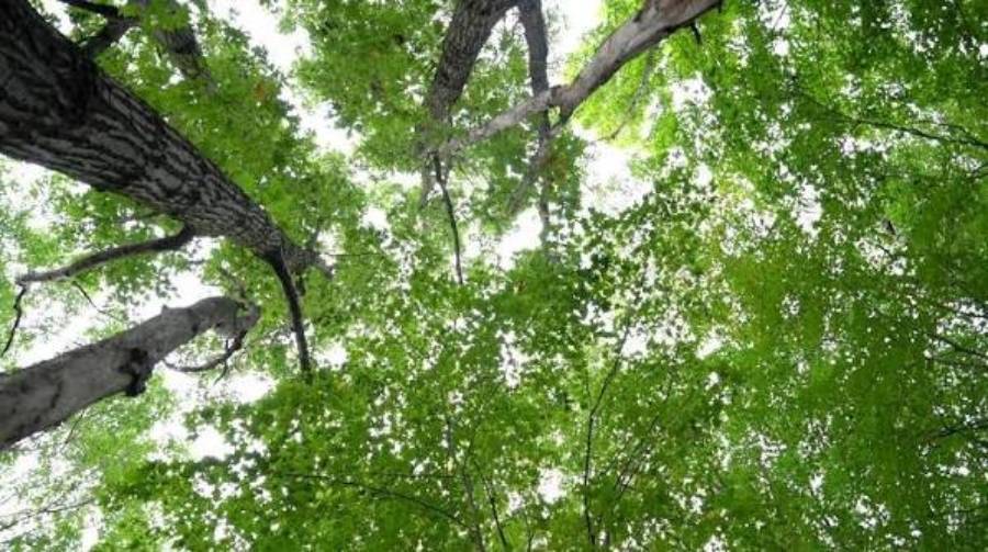 best trees for deer habitat