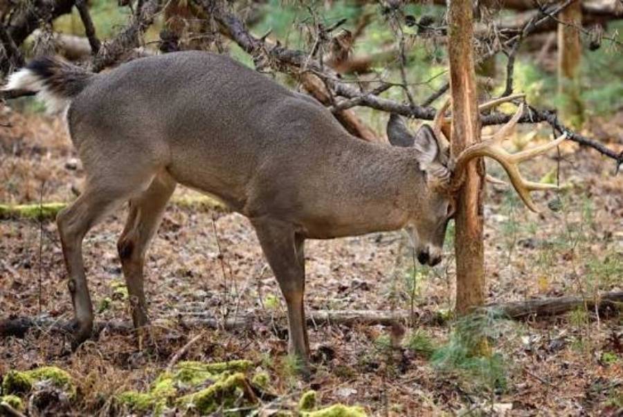 best trees for deer rubs