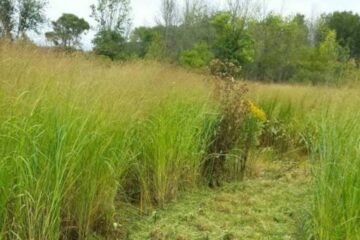 5 Best Warm-Season Grasses for Deer Habitat